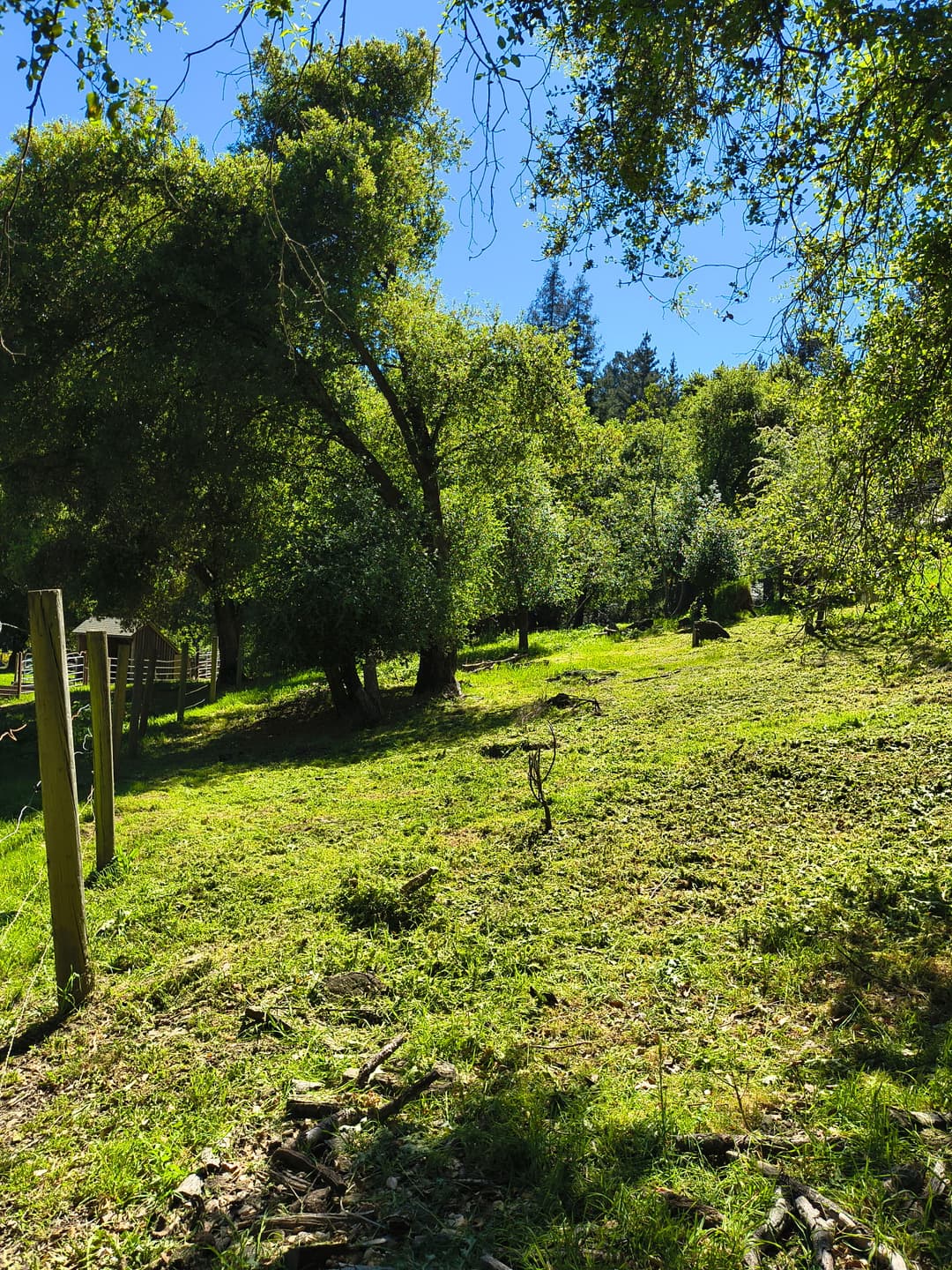 Clean landscaped hillside with healthy trees after professional pruning and yard cleanup service