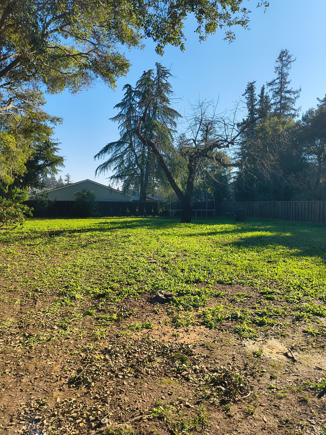 Clean open green lawn after full tree removal and yard cleanup service in Santa Cruz CA
