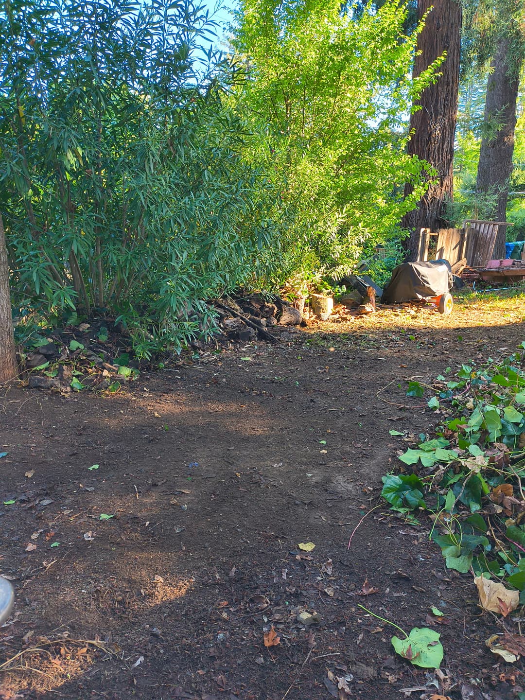 Cleared dirt pathway under redwood trees after brush and debris removal service in Santa Cruz Mountains