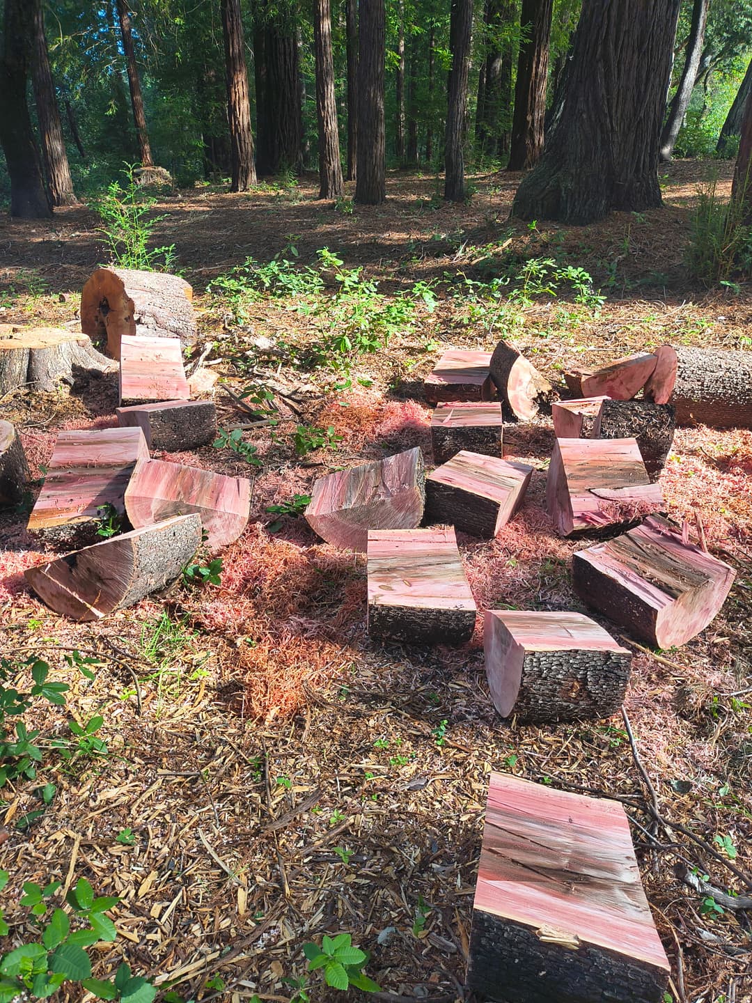 Freshly cut redwood log rounds scattered on forest floor after tree felling in Santa Cruz Mountains