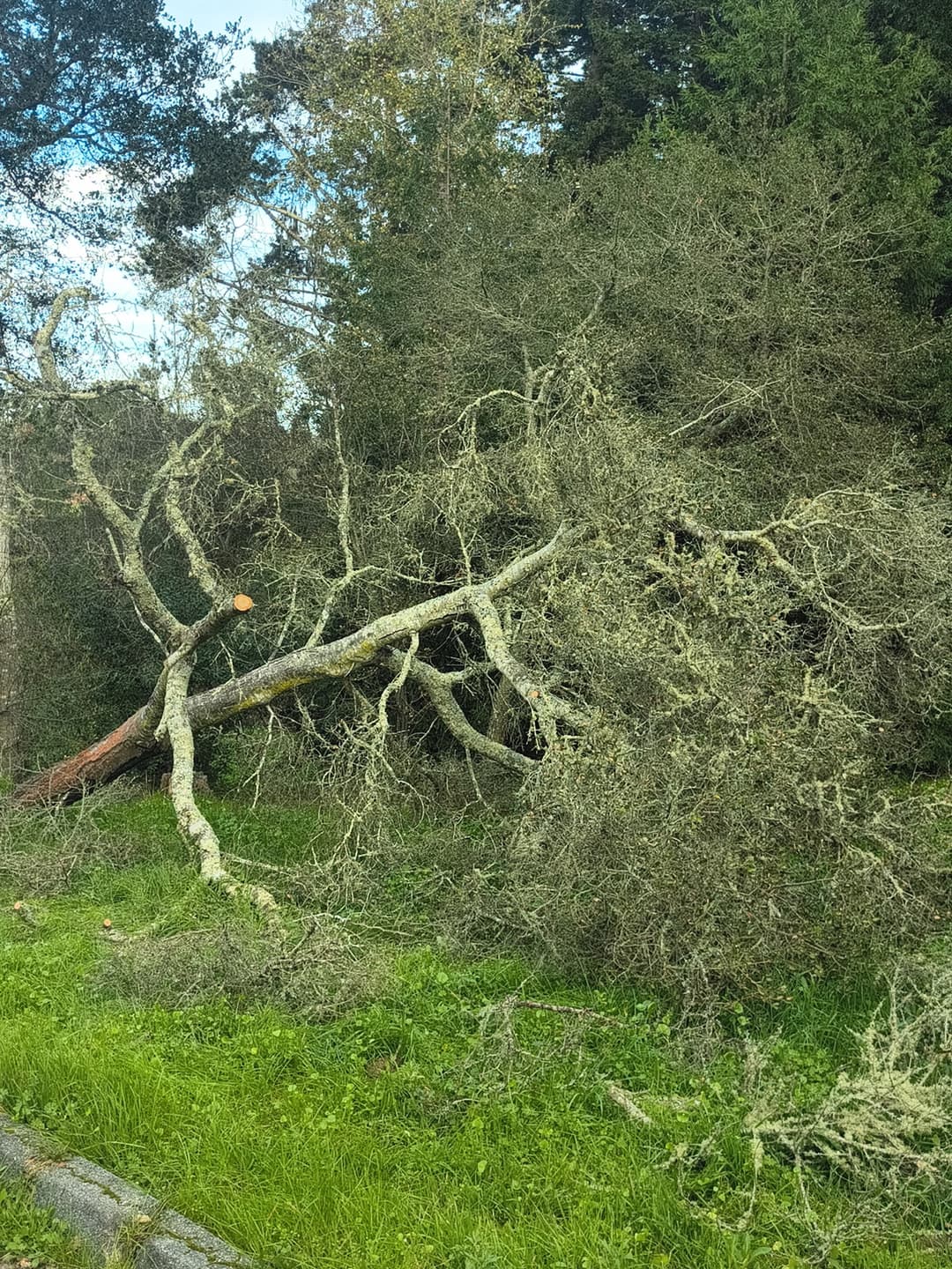 Fallen silver maple tree with large branches down on hillside being cleared by tree removal service