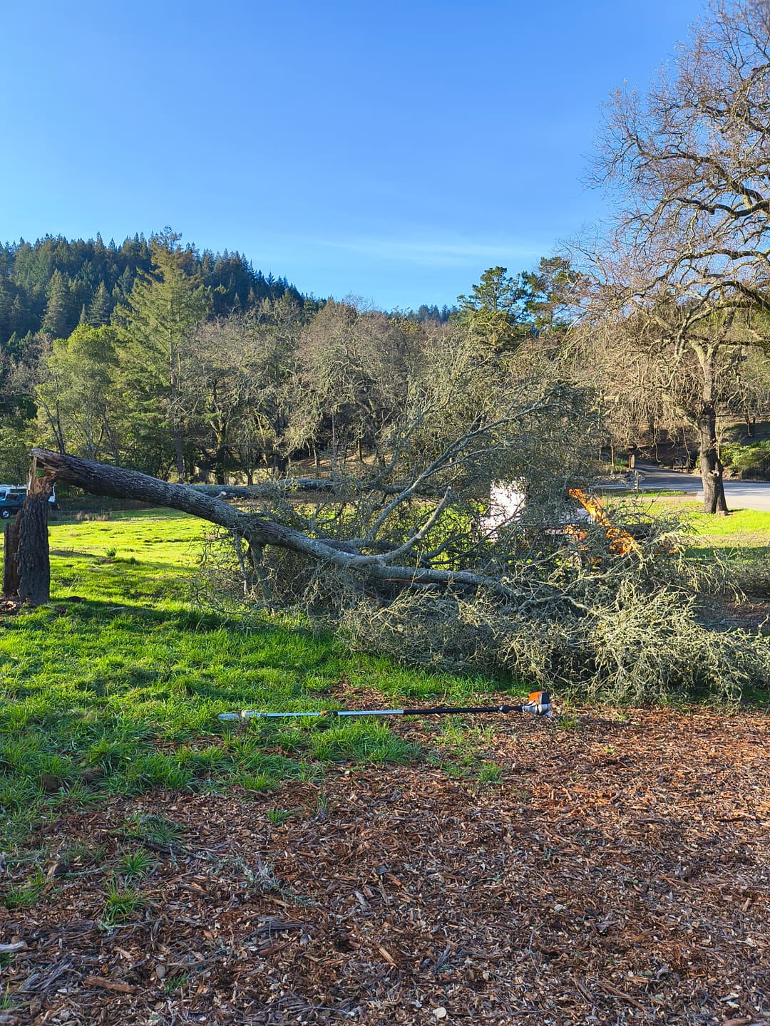 Fallen tree being removed from open field with mountain backdrop during tree service in Santa Cruz CA