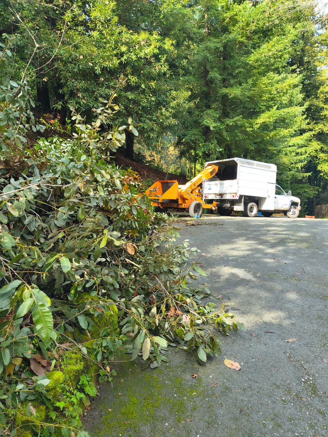Silver Maple Tree Service truck with Altec wood chipper on tree-lined road in Santa Cruz Mountains