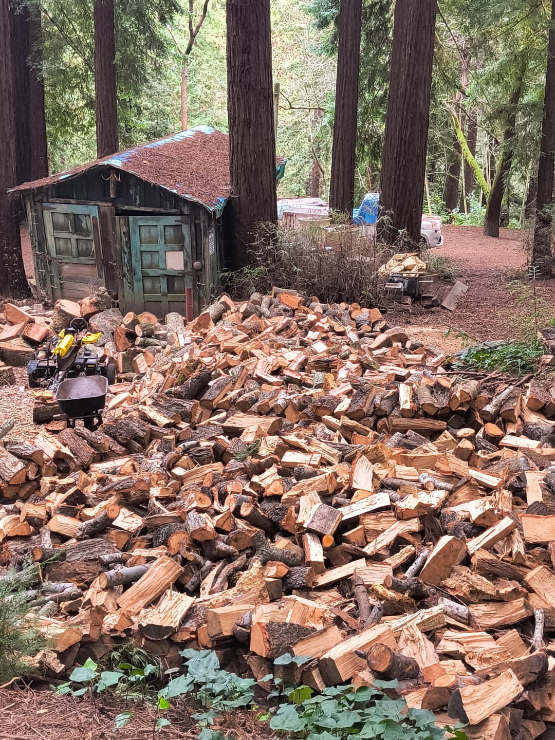 Split firewood pile stacked in redwood forest near cabin after tree removal and firewood service