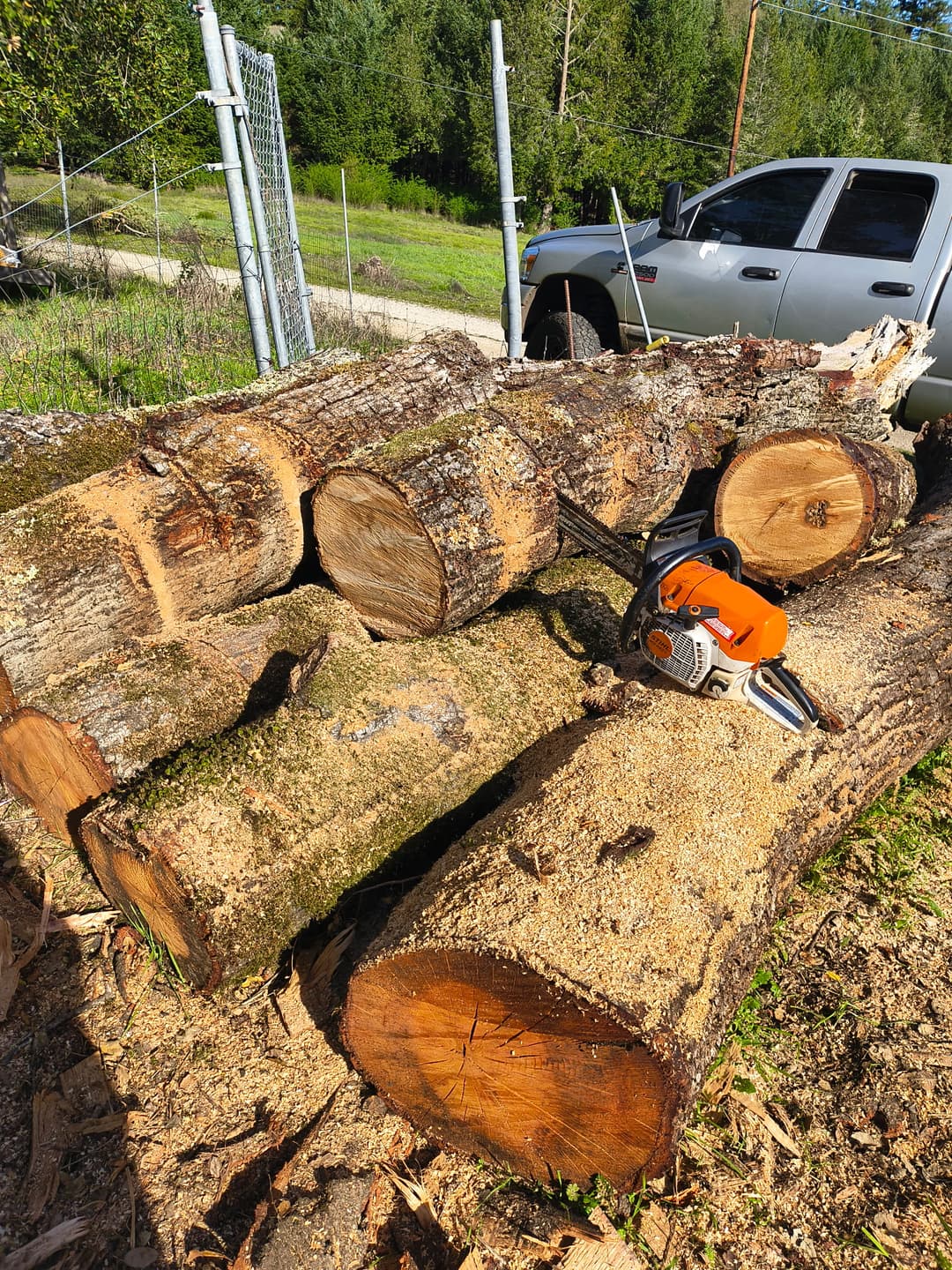 Stihl chainsaw resting on large freshly cut log rounds during tree removal service in Santa Cruz CA