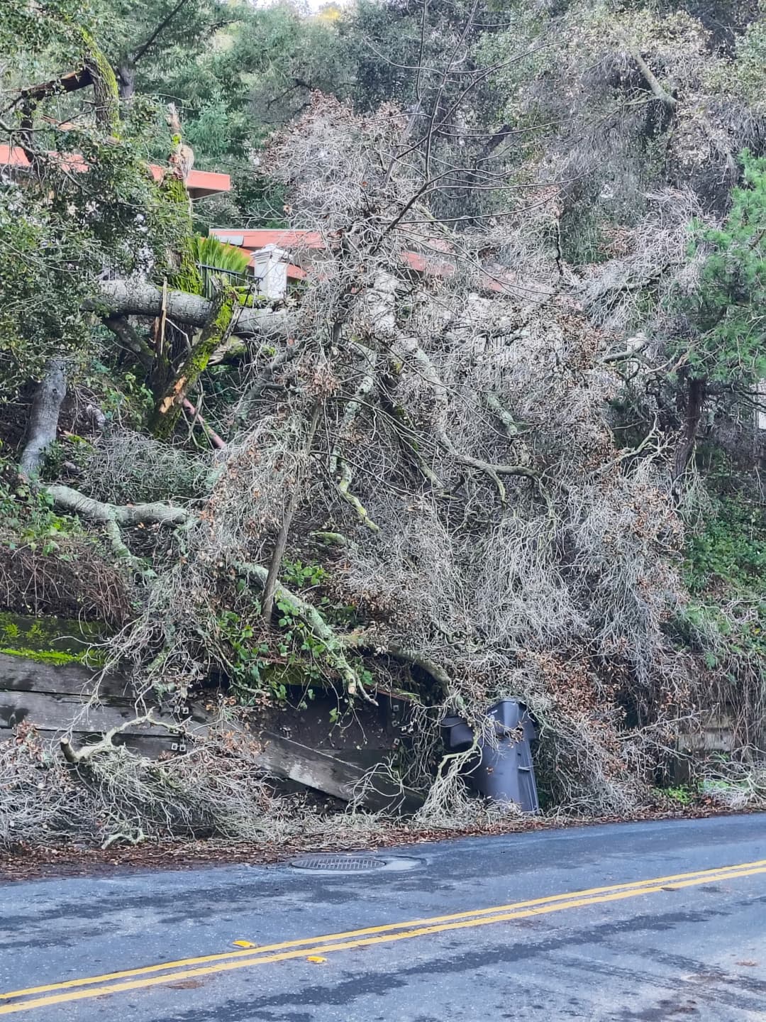 Large storm-damaged fallen tree blocking road requiring emergency tree removal service in Santa Cruz Mountains