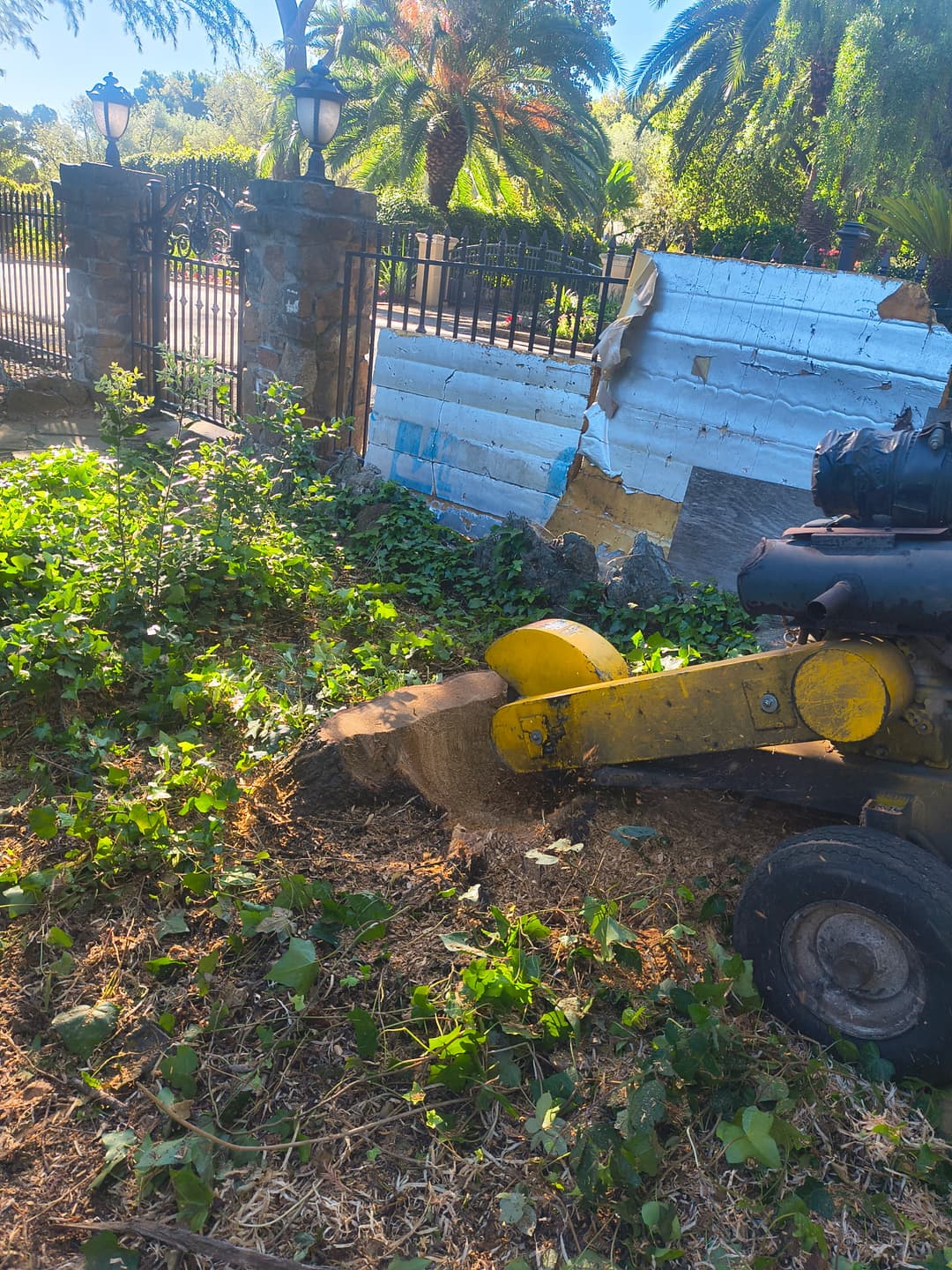 Stump grinder machine working near ivy-covered fence during stump removal service in residential yard