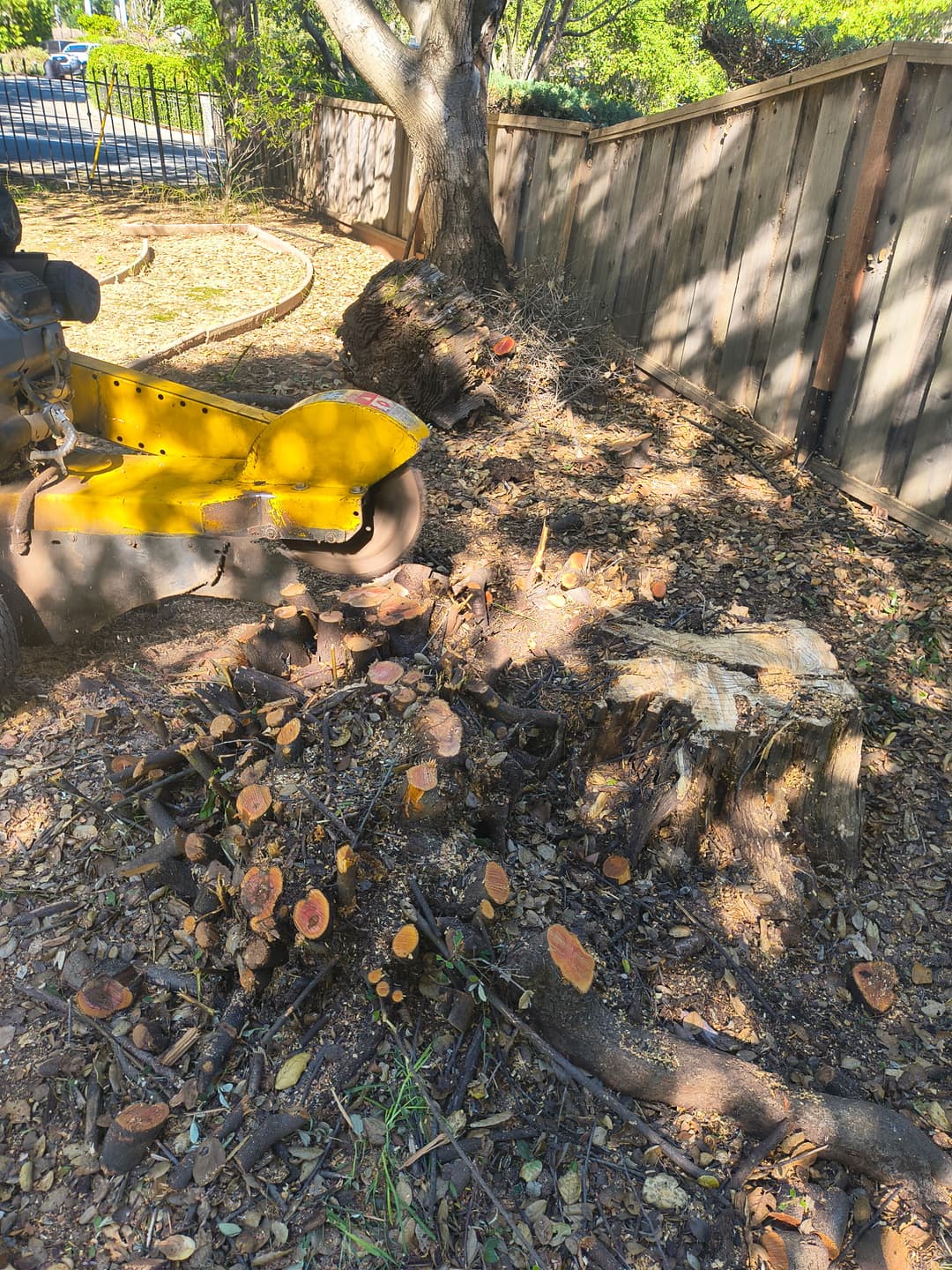 Tree stump grinding debris and wood chips near wooden backyard fence after stump removal