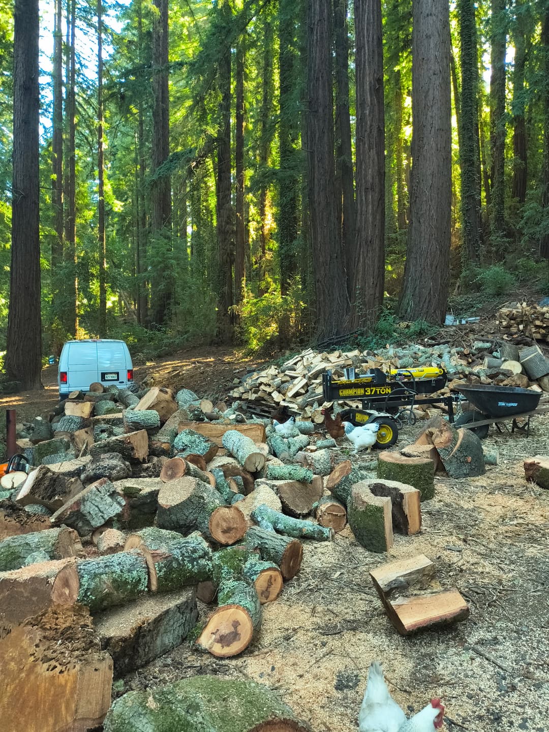 Tree log rounds and log splitter in redwood forest during firewood processing after tree removal