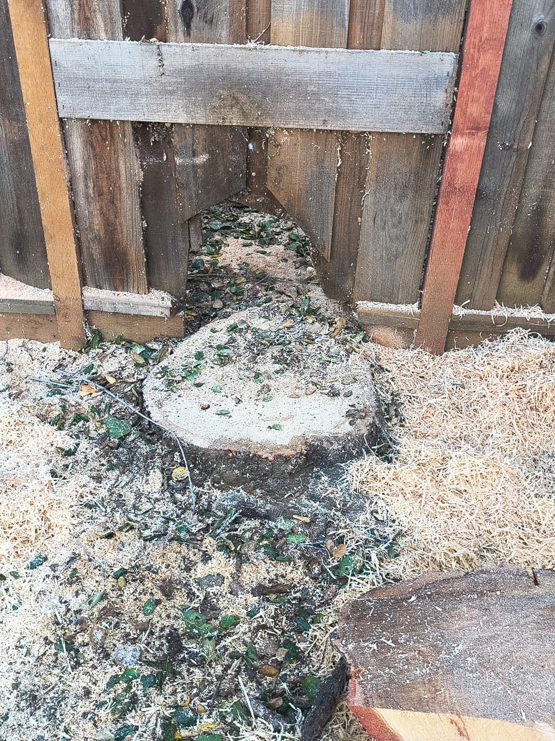 Ground-level view of tree stump after professional grinding with fresh wood chips scattered around